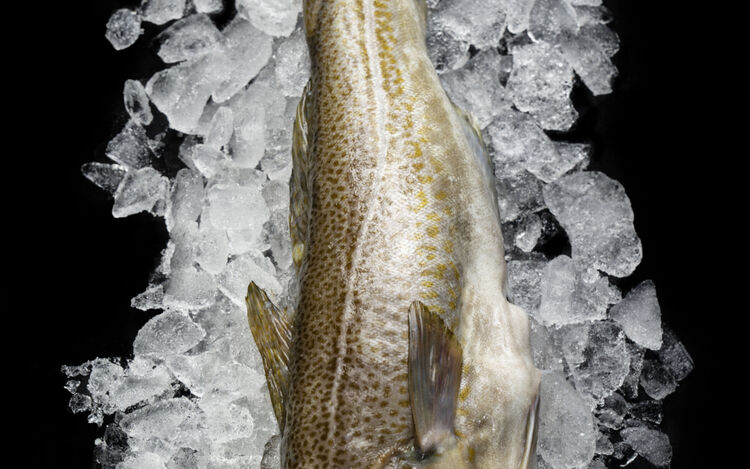 Bilde av sløyet fisk på is