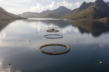 picture of cages for farming at location Hornet