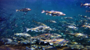 live stored cod under water